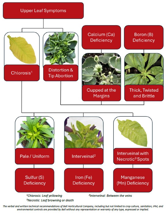 Upper leaf symptoms_Ball.jpg